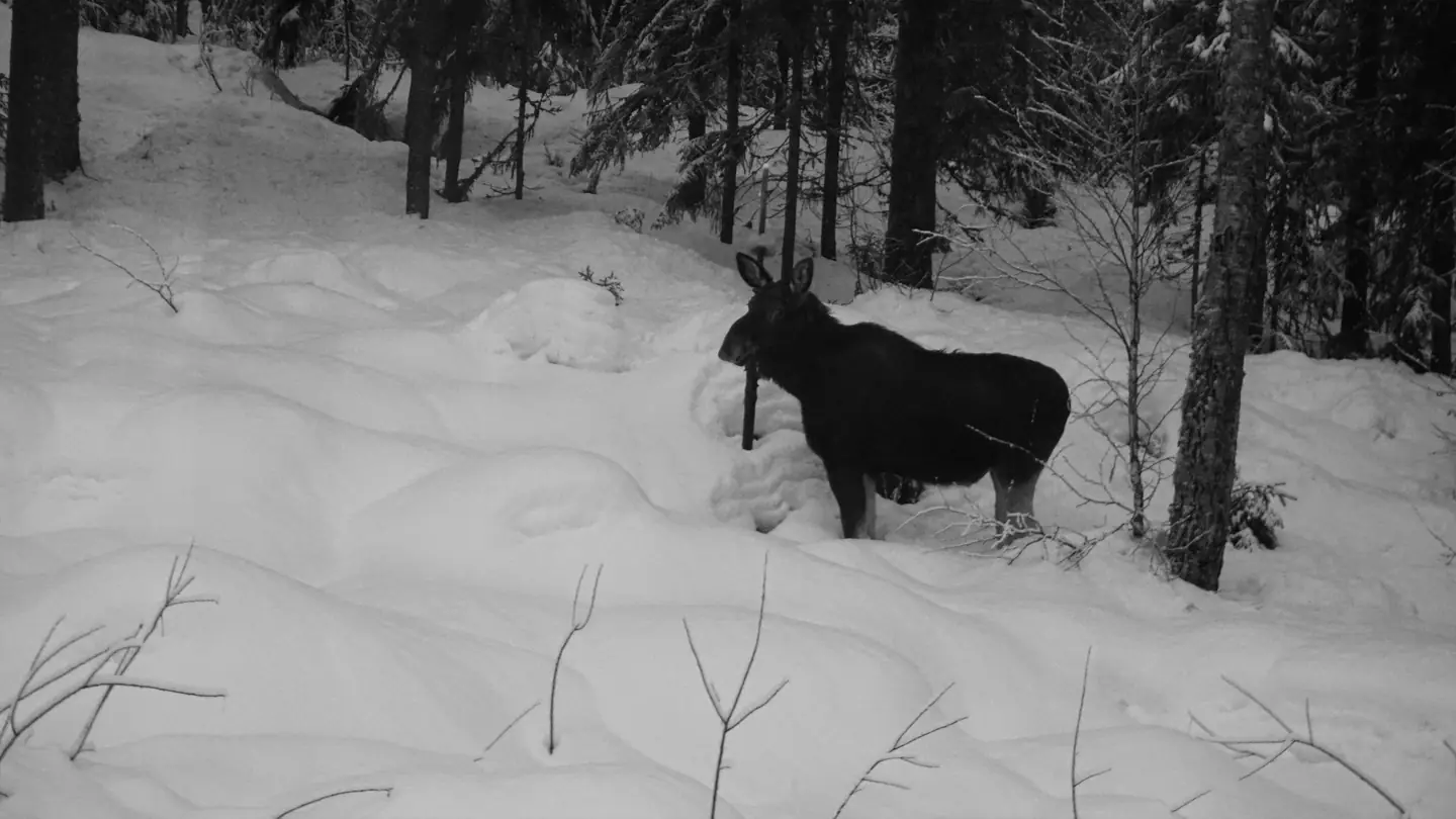 Sweden 2023 – photo 27