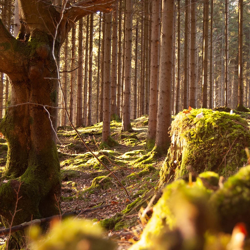 Sonnenlicht zwischen Bäumen im schwedischen Wald, Reise 2020