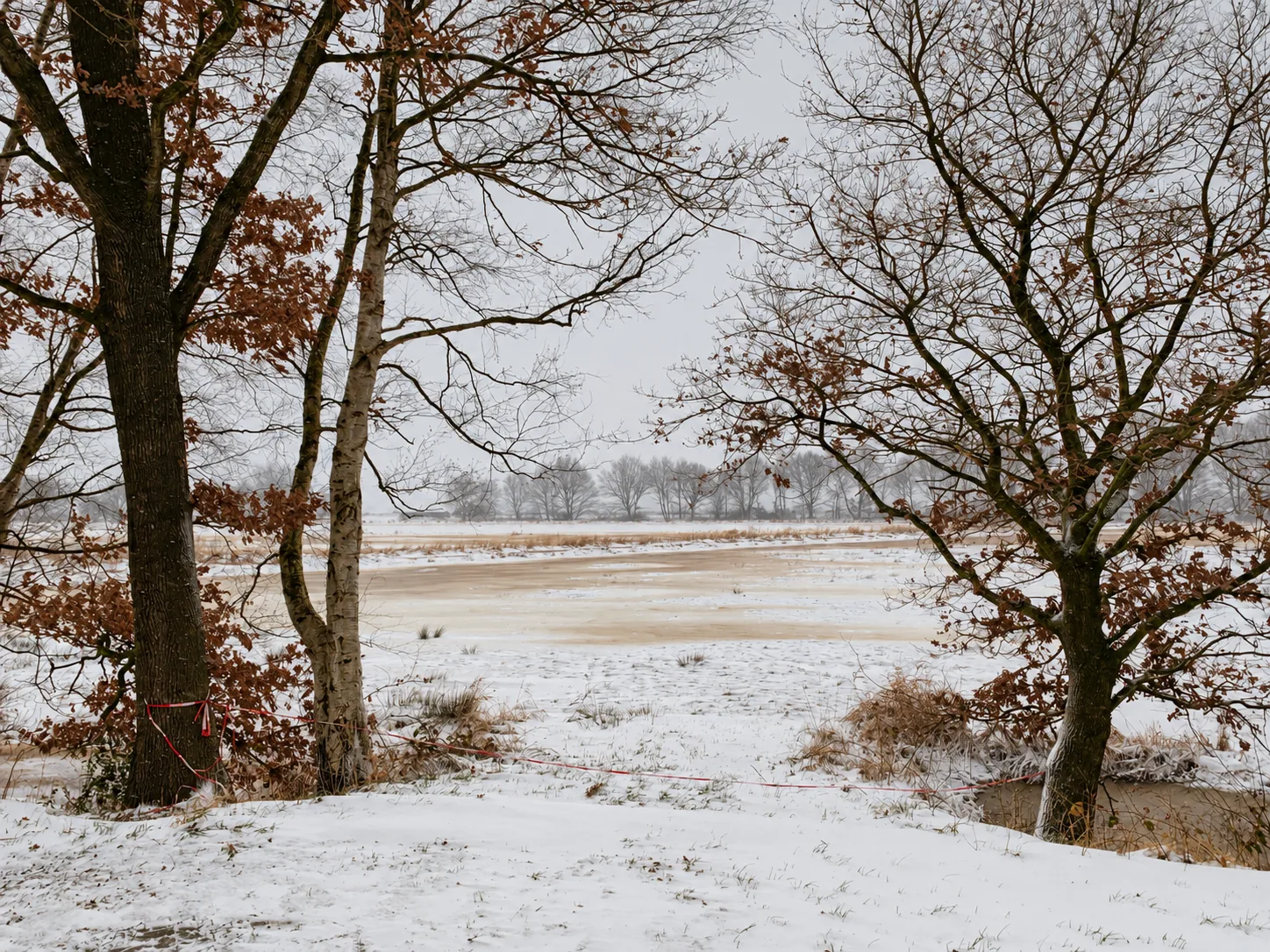 Winterbäume vor einer verschneiten Wiese