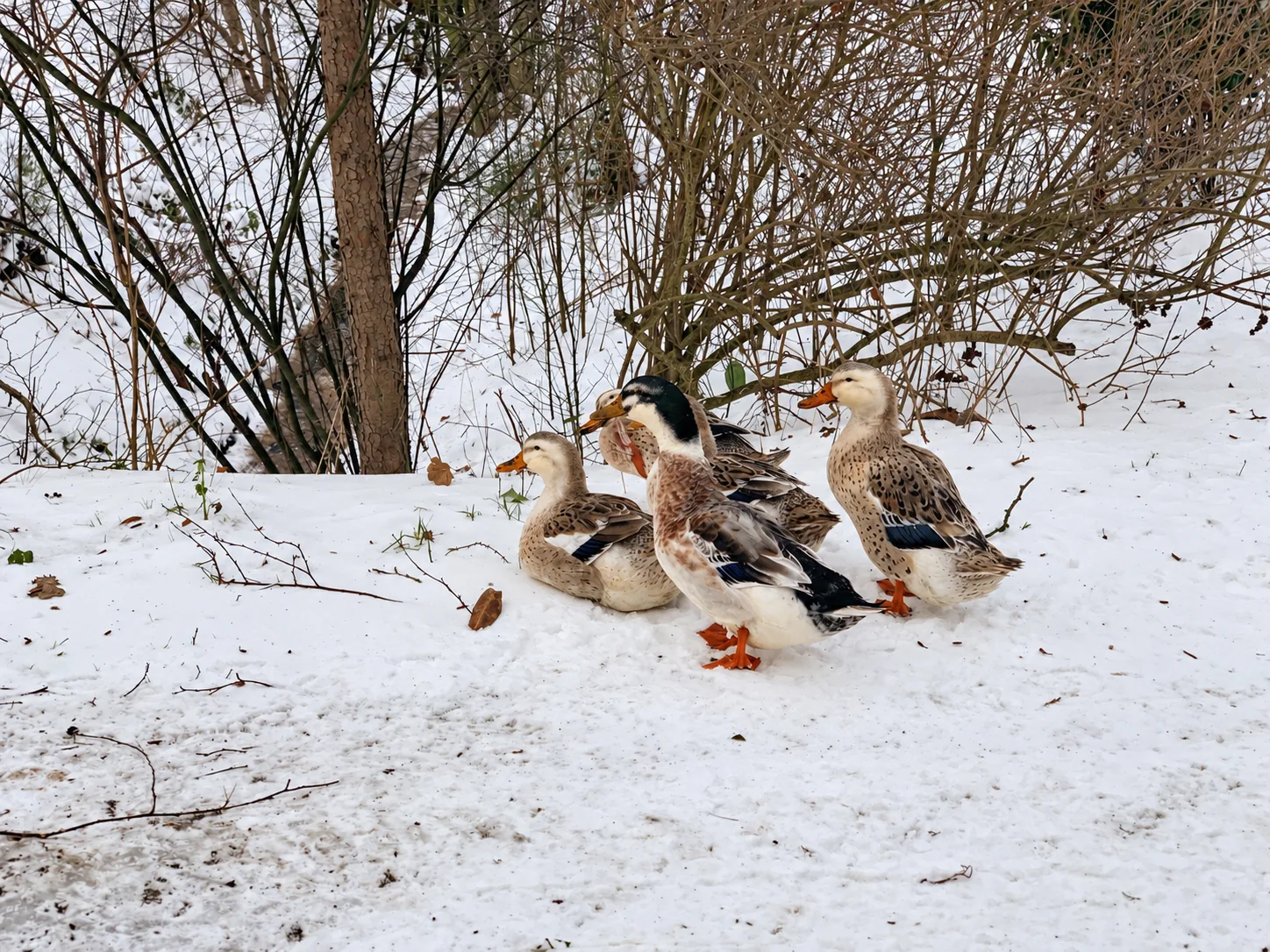 Enten im Schnee vor kahlen Sträuchern